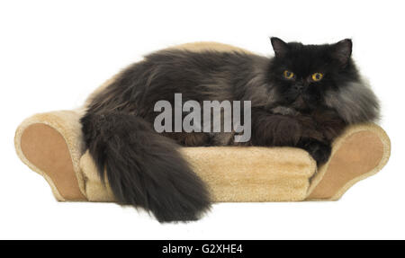 Black persian cat isolated on white Stock Photo