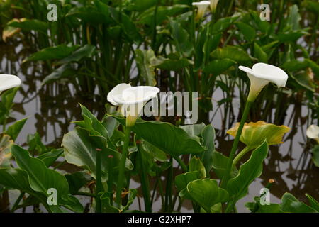 calla Stock Photo