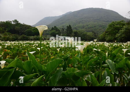 calla Stock Photo