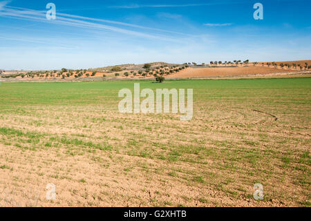 Agricultural mosaic landscape in Toledo Province, Spain Stock Photo