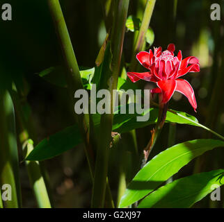 Red Torch Ginger flower in the botanical garden of Mahe, Seychelles Stock Photo