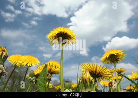 Taraxacum officinale. Dandelions flowering in a meadow on a sunny, blue sky day in spring. Derbyshire, England, UK Stock Photo
