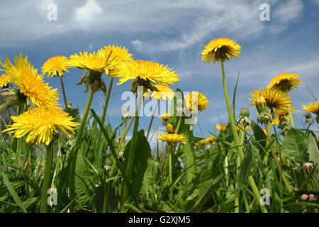 Taraxacum officinale. Dandelions flowering in a meadow on a sunny, blue sky day in spring. Derbyshire, England, UK Stock Photo
