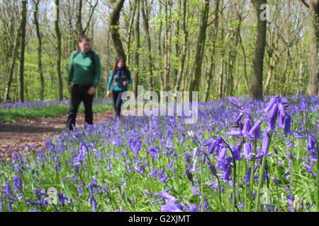 A man and woman walk through a bluebell wood near the city of Sheffield on a sunny, spring day, England UK
