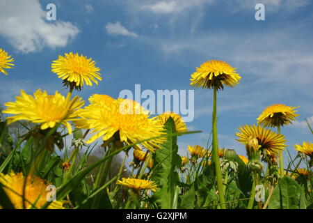 Dandelions (taraxacum officinale) flowering in a meadow on a sunny spring day in Derbyshire, England UK - May Stock Photo