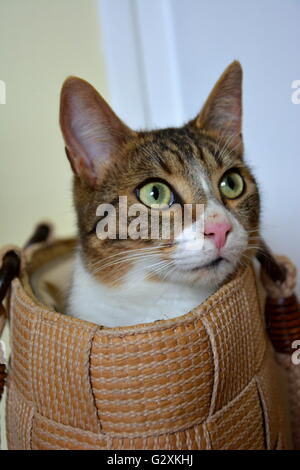 Playful Young Cream Tabby Ginger White Maine Coon Cat With Fluffy Tail 