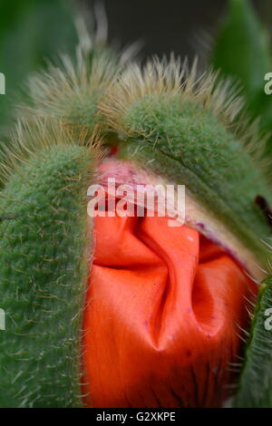 A poppy flower as it is opening where the petals inside look like folded like fabric Stock Photo