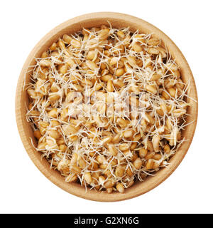 Wheat sprouts in wooden bowl, isolated on white, top view. Stock Photo