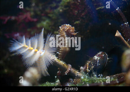 Seahorse with the tail wrapped around the tube of a bristle worm Stock Photo