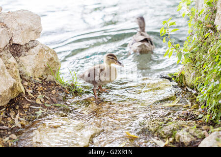 A duckling on the edge of the river ready to dive and swim with the mother Stock Photo