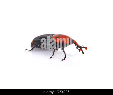 Asian palm weevil on white background Stock Photo