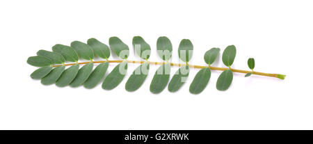 Agasta leaves on White Background Stock Photo