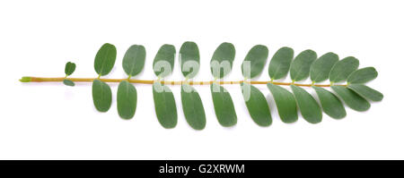 Sesbania grandiflora leaves on White Background Stock Photo