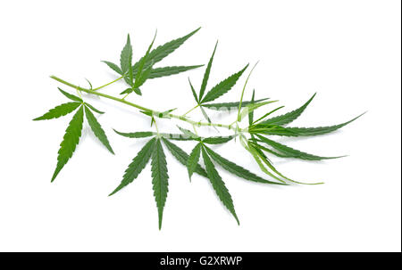 marijuana plant on white background Stock Photo