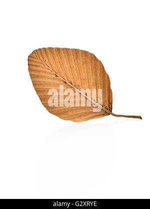 Dry leaves on white background Stock Photo