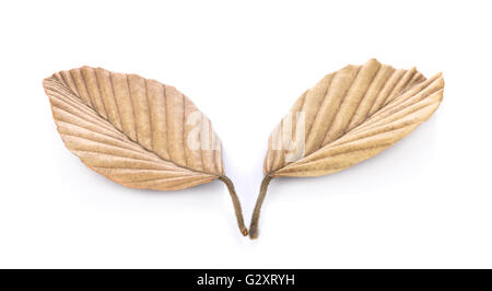 Dry leaves on white background Stock Photo