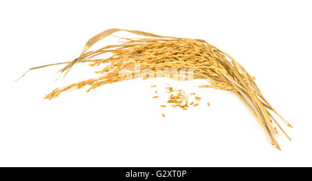 Paddy rice isolated on white background Stock Photo