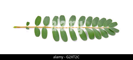 Agasta leaves on White Background Stock Photo