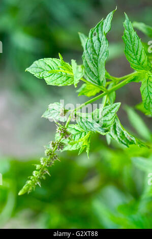 mint photographed walking in a garden Stock Photo