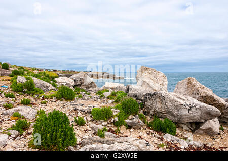 Green plants proliferate on the rocky foreshore opposite distant beach huts on the cliff edge at Portland's most southerly point Stock Photo