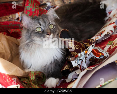 Grey and white Siberian Forest Cat sitting in discarded Christmas wrapping paper and ribbons Stock Photo