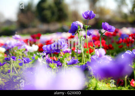 A field of cultivated colourful and vivid Anemone flowers. Photographed in Israel Stock Photo