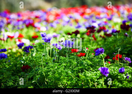 A field of cultivated colourful and vivid Anemone flowers. Photographed in Israel Stock Photo