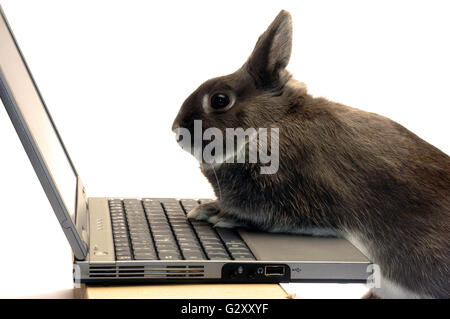 Portrait of a dwarf rabbit computer at a computer with which it works its online business Stock Photo
