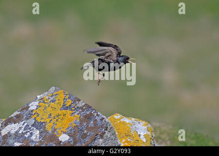 Hebridean Common Starling taking off from a lichen covered rock Stock Photo