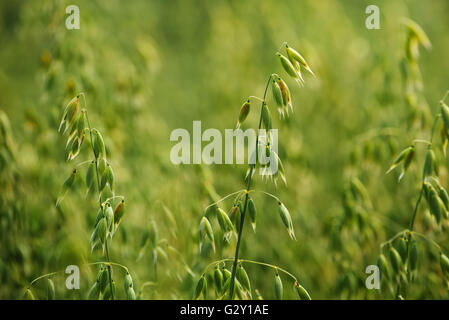 Oat field detail, green crops growing in cultivated field Stock Photo