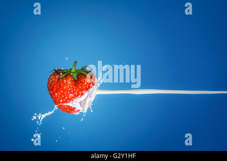 Milk splash with strawberries isolated on a blue background. Stock Photo