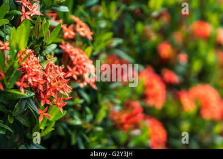 Ixora is a genus of flowering plants in the Rubiaceae family Stock Photo