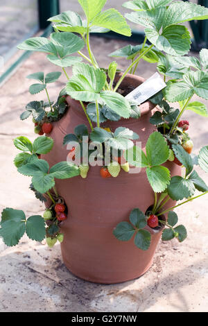 Fragaria. Strawbwerry plant fruiting in a greenhouse. Stock Photo