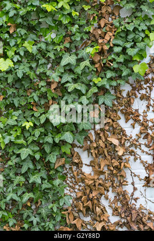 Green ivy Hedera with glossy leaves and white veins on the wall Stock Photo