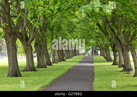 walkway footpath in the parc with trees and field flowers as buttercups, daisies,whistling herb,and fern in the spring Stock Photo