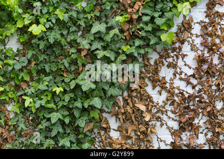 Green ivy Hedera with glossy leaves and white veins on the wall Stock Photo