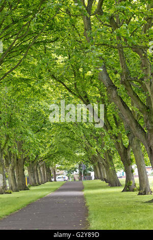 walkway footpath in the parc with trees and field flowers as buttercups, daisies,whistling herb,and fern in the spring Stock Photo