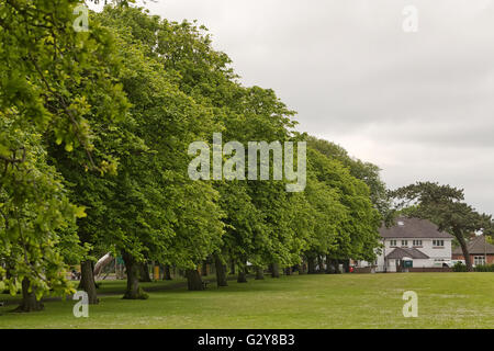 walkway footpath in the parc with trees and field flowers as buttercups, daisies,whistling herb,and fern in the spring Stock Photo