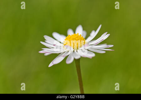 Spring flower Daisy extreme macro shot with green background Stock Photo