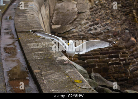 Seagull landing on sea wall with wings outstretched Stock Photo