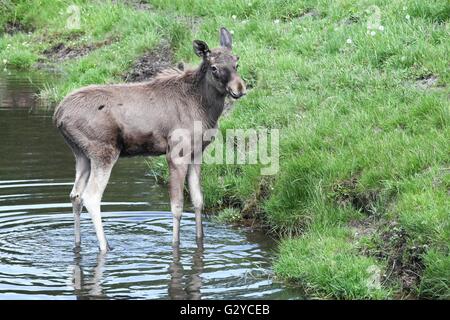 Moose in the nature Stock Photo