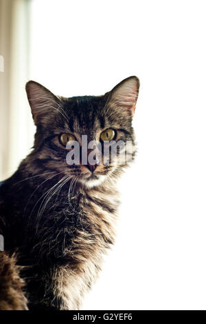 Tabby Cat Portrait Stock Photo - Alamy