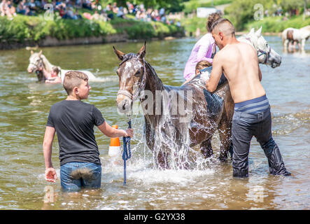 Appleby-in-Westmorland, Cumbria, UK. 6th June 2016. Travellers wash their horses in the river Eden prior to selling them. Appleby horse fair is held every June and travellers come from all corners of the UK to meet up and trade horses. © Robert Smith/Alamy