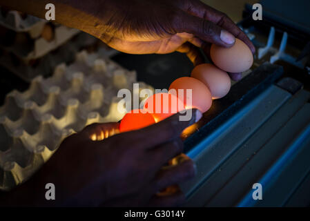 Candling chicken egg hi-res stock photography and images - Alamy