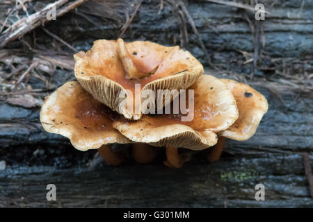 Omphalotus nidiformis, Ghost Fungus in Kinglake NP, Victoria, Australia Stock Photo