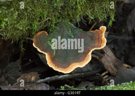 Stereum rugosum, Bleeding Broadleaf Crust in Kinglake NP, Victoria, Australia Stock Photo