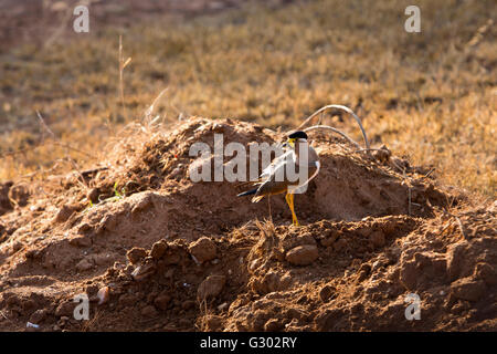 Sri Lanka, wildlife, Yala National Park, Yellow-wattled Lapwing Vanellus malabaricus Stock Photo