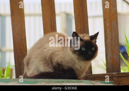 Stray Siamese cat Stock Photo