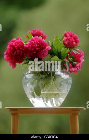 Common peony (Paeonia officinalis) in a glass vase Stock Photo