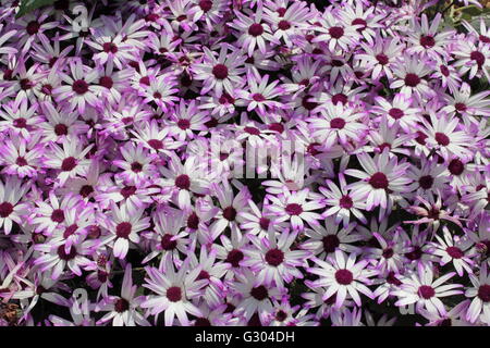 Senetti flowers in bloom Stock Photo